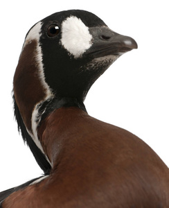 Closeup of Redbreasted Goose, Branta ruficollis, 4 years old, 