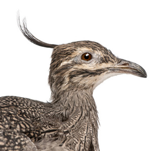 Elegant Crested Tinamou or Martineta Tinamou, Eudromia elegans, 