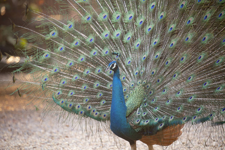  Beautiful of  Peacock. Peacock tailfeathers the tail.