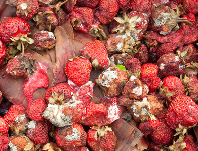 烂草莓图片