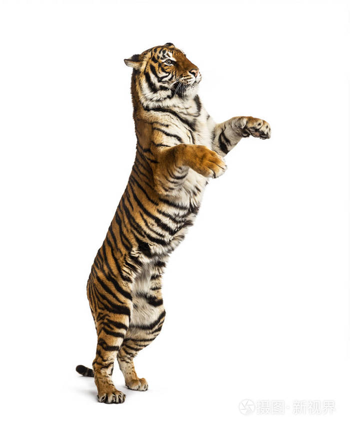 雄虎后腿大猫白色隔离