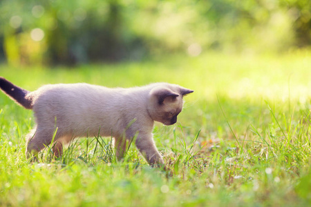 自然 春天 宝贝 小猫 宠物 漂亮的 温暖的 梦想 甜的