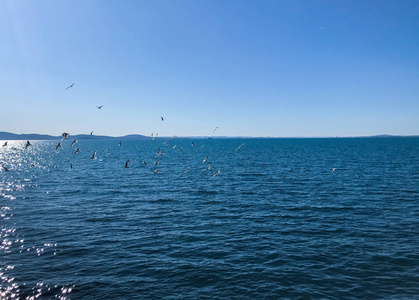 自由 海岸线 动物 自然 翅膀 天空 假期 太阳 风景 航班