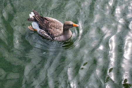 在池塘里喂养图片