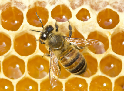 Bee convert nectar into honey 