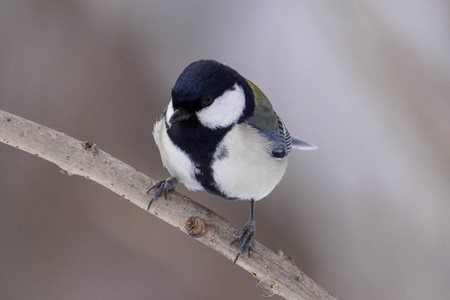 日本 亚洲 自然 羽毛 山雀 形象 森林 分支 可爱的 动物