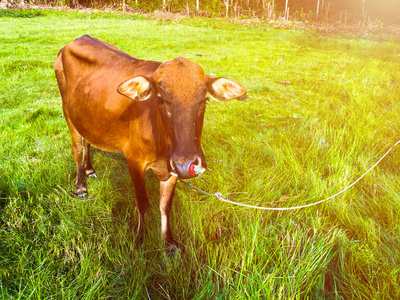 站在阳光明媚的绿色牧场上的一头棕牛。美丽的自然背景