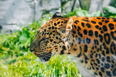 大斑点的猫图片