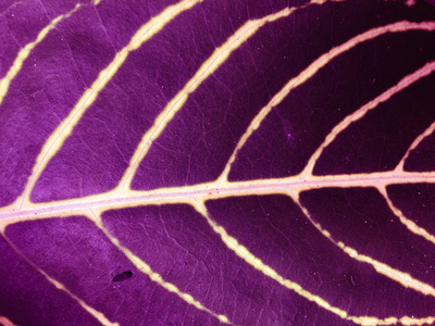 紫色叶子纹理背景。墙纸设计，特写视图