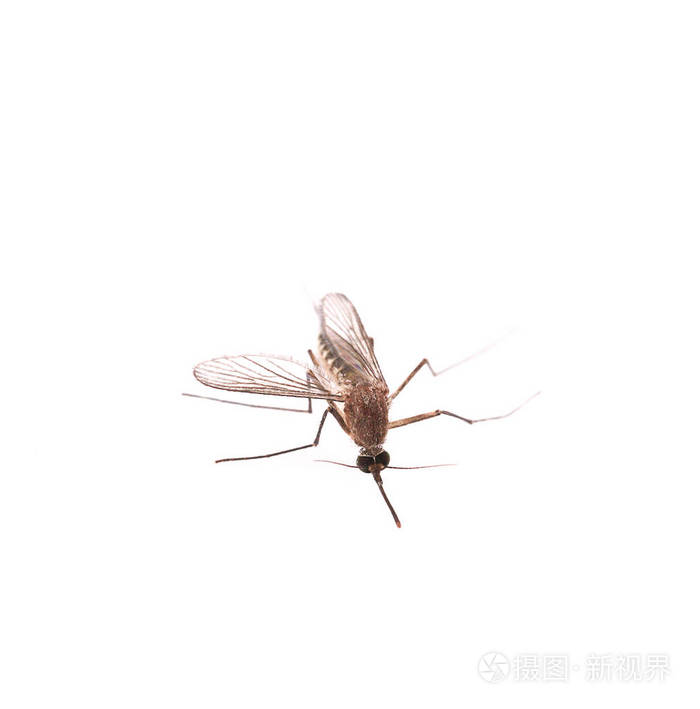 白色背景下隔离的蚊子