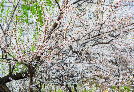 植物学 樱花 四月 粉红色 前进 开花 自然 模糊 日本人