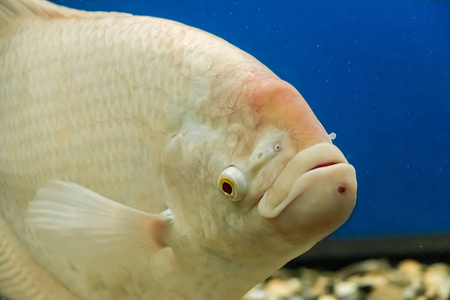 游泳 旅游业 公司 特写镜头 水下 美丽的 水族馆 海的