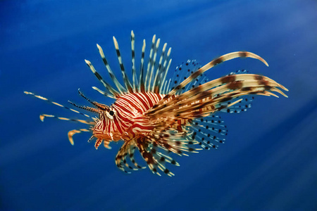 旅行 捕食者 危险的 自然 美丽的 海洋 海的 水族馆 鲉科