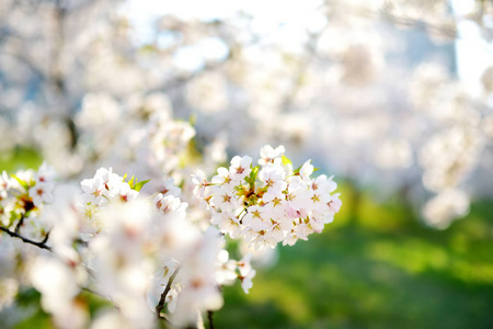 季节 樱花 梅子 特写镜头 漂亮的 美丽的 花瓣 四月 花园