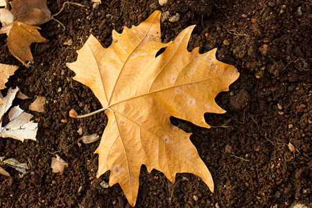 颜色 男孩 植物 纹理 季节 光晕 秋天 树叶 落下 自然