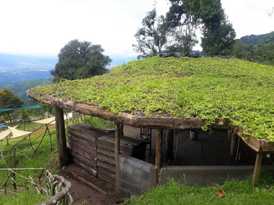 绿色屋顶，环保建筑，生活屋顶。