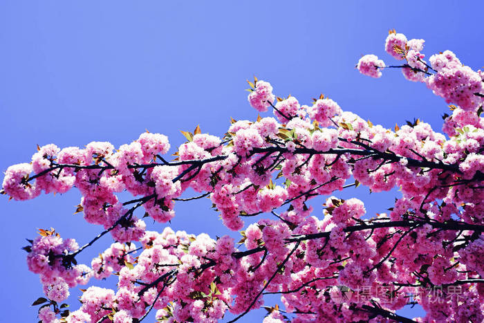 鲜花盛开的雏菊樱花盛开樱花树自然背景上的开花树春花盛开