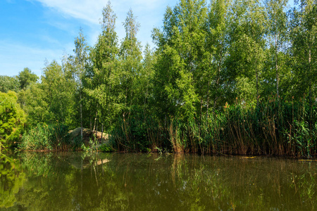 夏日碧绿的白桦林中平静的小湖