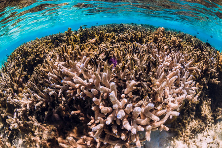 蓝海热带海底的珊瑚和鱼类