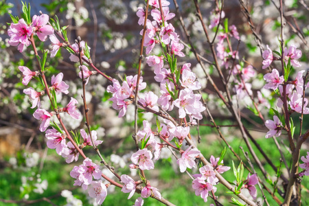 桃园春天开花了。软聚焦选择性聚焦图像。