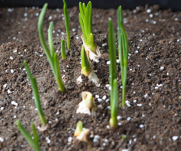 蒜苗回锅肉图片
