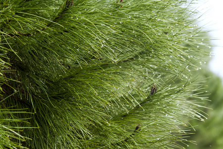 纹理 松科 植物 特写镜头 松木 雨滴 自然 细枝