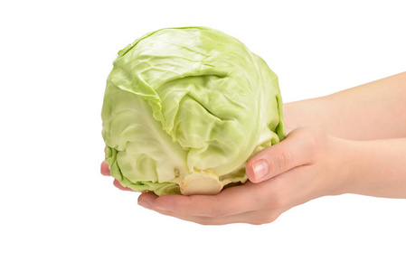 Cabbage in woman hand isolated on white background.  
