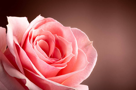 一朵美丽的粉红色玫瑰花的特写镜头