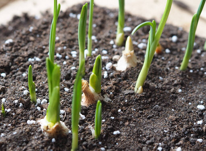 植物有用土壤中的蒜苗.在花园里种些蒜苗.