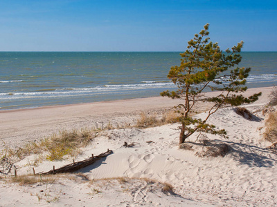 Sunny sea view with sand dunes and pine trees 