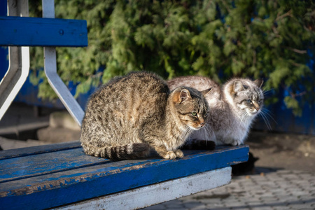 乌克兰 哺乳动物 肖像 眼睛 野生动物 可爱的 迷路 季节