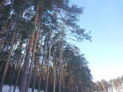 天空 自然 森林 桦木 寒冷的 分支 季节 公园 场景 天气