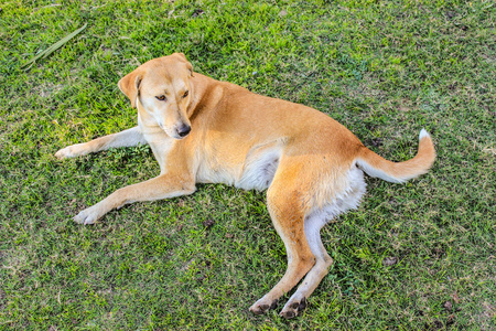 公园 繁殖 犬科动物 成人 肖像 纯种 宠物 可爱的 动物