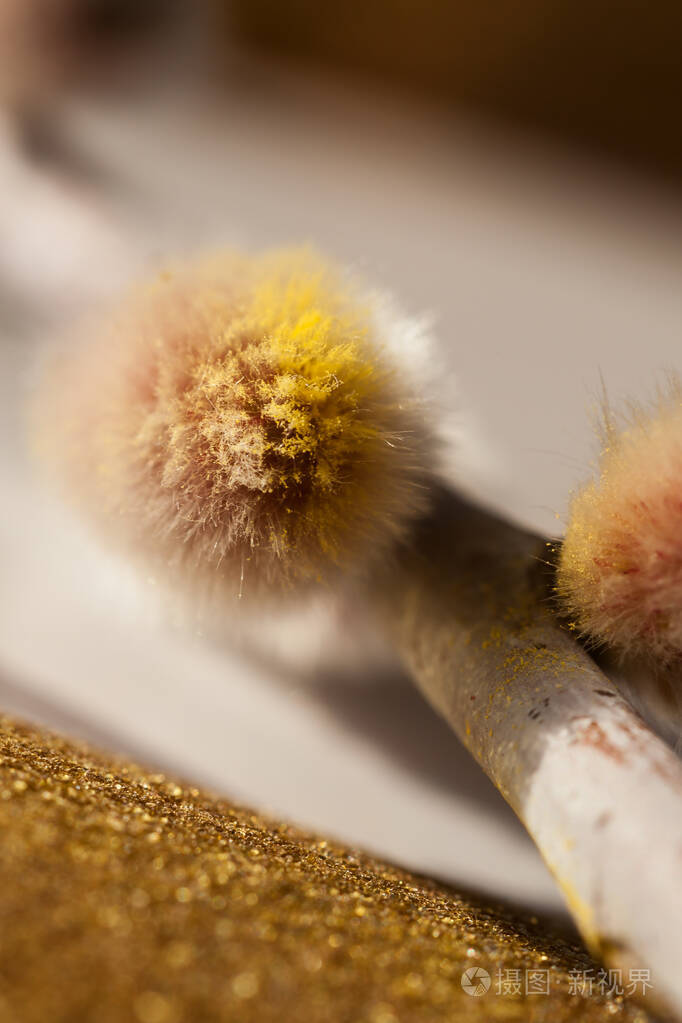 一株阴部柳树的特写镜头用微距镜头拍摄的毛茸茸的柳絮抽象的黄白色