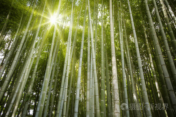 竹林在阳光的照耀下，呈现出优美的绿色风格