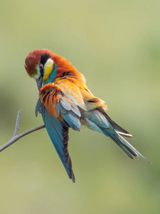 欧洲食蜂鸟，美丽的彩色鸟，坐在树枝上