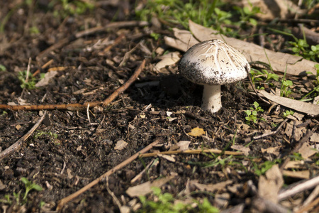 森林 真菌 蘑菇 阳光 粘贴 地球 特写镜头 变模糊 散焦