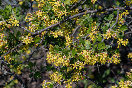 园艺 环境 复制空间 植物 灌木 生长 发芽 花瓣 分支