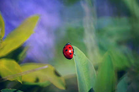 自然 动物 温柔 幻想 特写镜头 甲虫 花园 植物 令人愉快