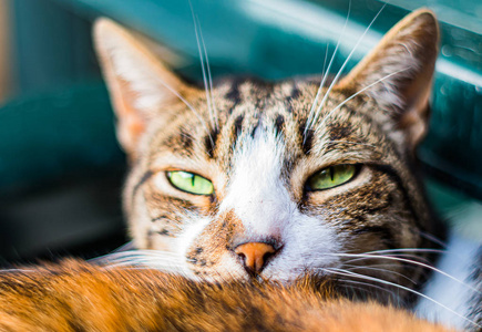 小猫 哺乳动物 面对 宠物 络腮胡子 斑猫 猫科动物 可爱的