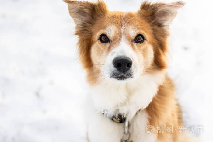 边境牧羊犬棕白相间的狗坐在雪地上