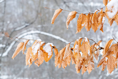 冬天树叶图片景色图片