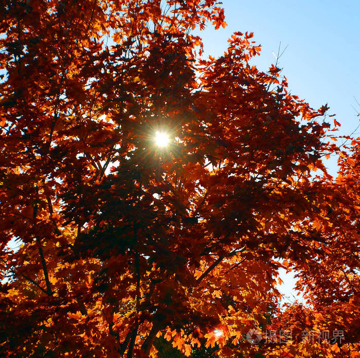 公园 季节 自然 落下 环境 秋天 森林 日落 天空 太阳