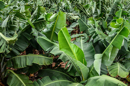 香蕉棕榈，一个有机热带水果农场。特内里费加那利群岛