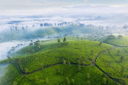 茶山图高原绿茶种植园鸟瞰图照片