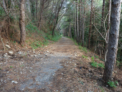 林间小路