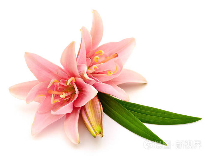 两朵粉红色的百合花