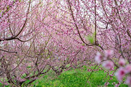 自然 浪漫的 花瓣 植物区系 婚礼 风景 粉红色 天空 盛开