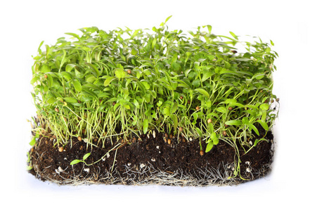 蔬菜 豌豆 植物 生长 微绿 农业栽培 调料品 树叶 健康