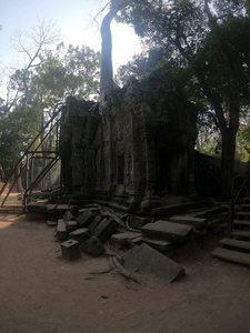 柬埔寨吴哥窟寺庙遗址，树上有树